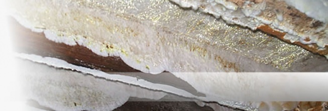 - Wet and Dry Rot Treatments