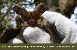 Brown Long Eared Bat