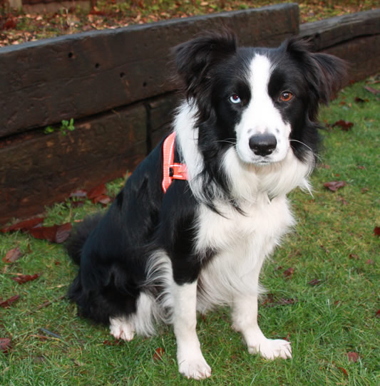 Meet Meg the Border Collie learning to sniff out Dry Rot for Prestige Preservation, Kidderminster