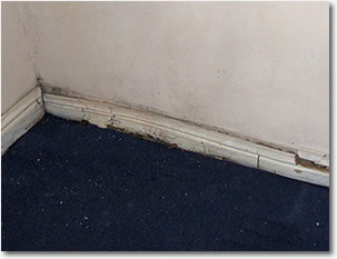 Damp, Dry & Wet Rot related problems in the Walsall area