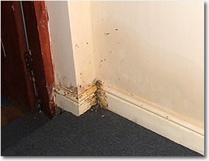 Wet & Dry Rot in buildings in Kidderminster